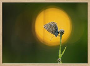 sunset butterfly Poster