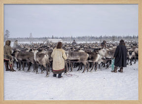 Herd in the corral Poster