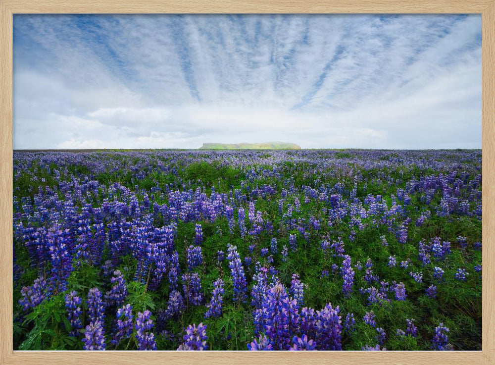 Field of Lupines Poster