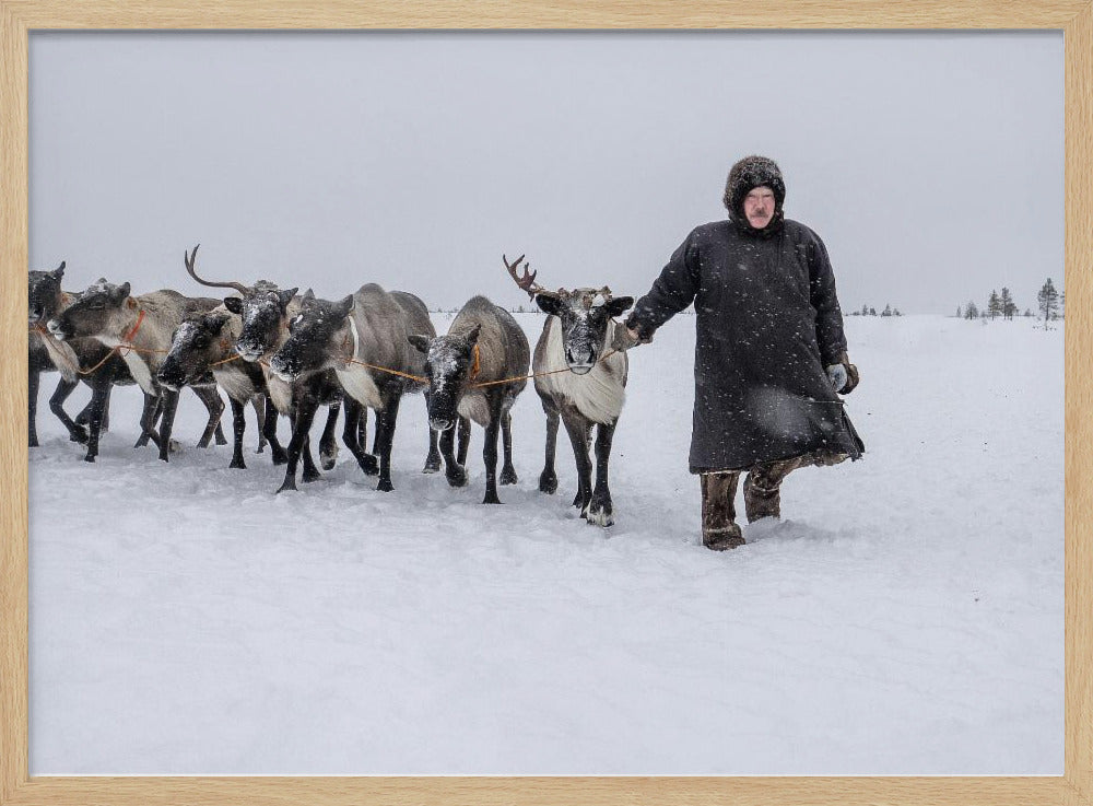 Arkadij and his reindeers Poster