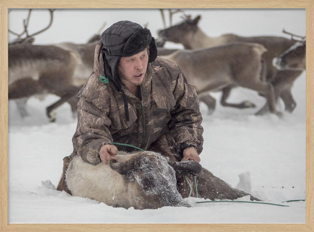 Kolya catches reindeer Poster