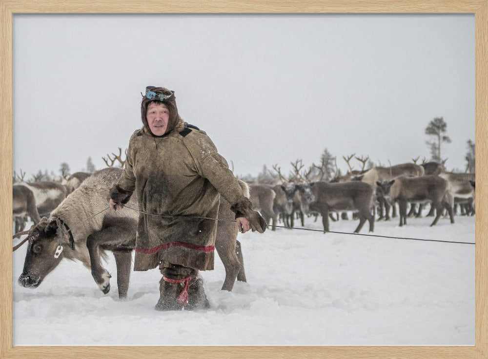 Jigorij leads the captured reindeer Poster