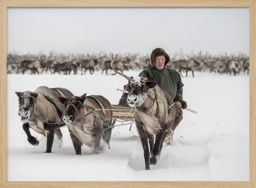 Semjon leads the herd Poster