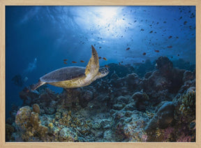 Sunlight and green turtle Poster