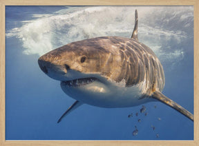 Great White Poster