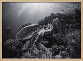 Green turtle in black and white Poster