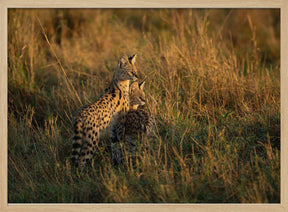 SERVAL FAMILY Poster