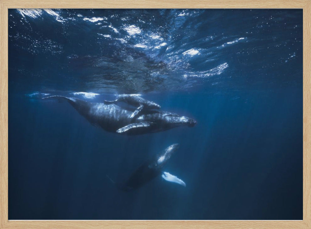 Humpback Whale on the blue Poster