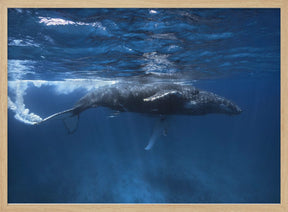 Humpback whale on the Iris bank Poster