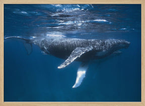 Humpback Whale Escort Poster