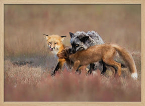 Fox Family Poster