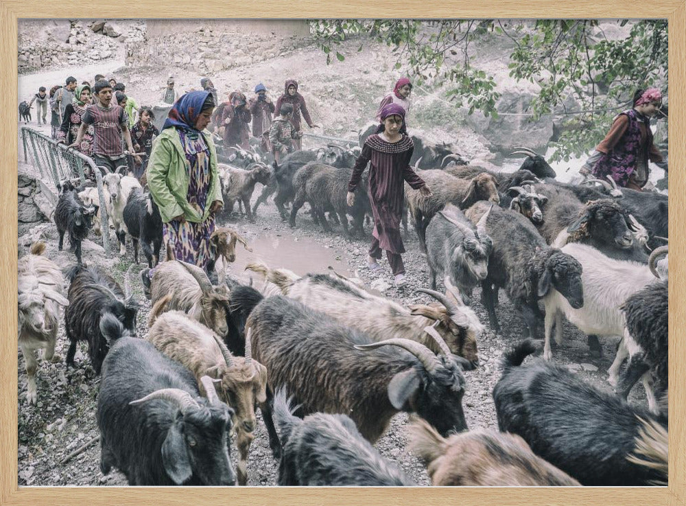 Livestock on the way from pastures Poster