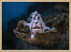 The Frogfish Trone Poster