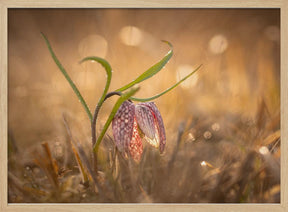 Swamp tulip Poster