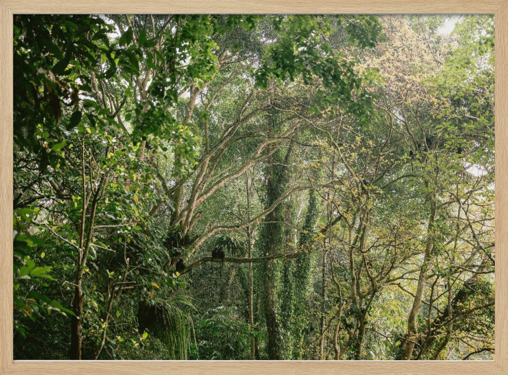 Monkeys in Lombok Poster