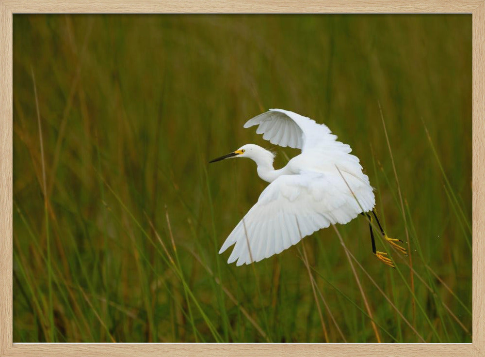 Grass Hopper Poster