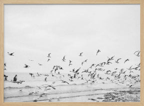 Seagulls - Coastal black and white Poster