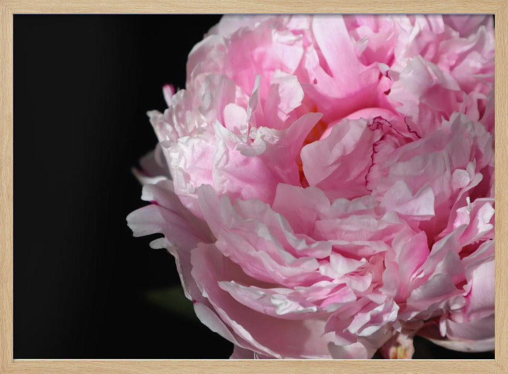 Pink peony IV Poster