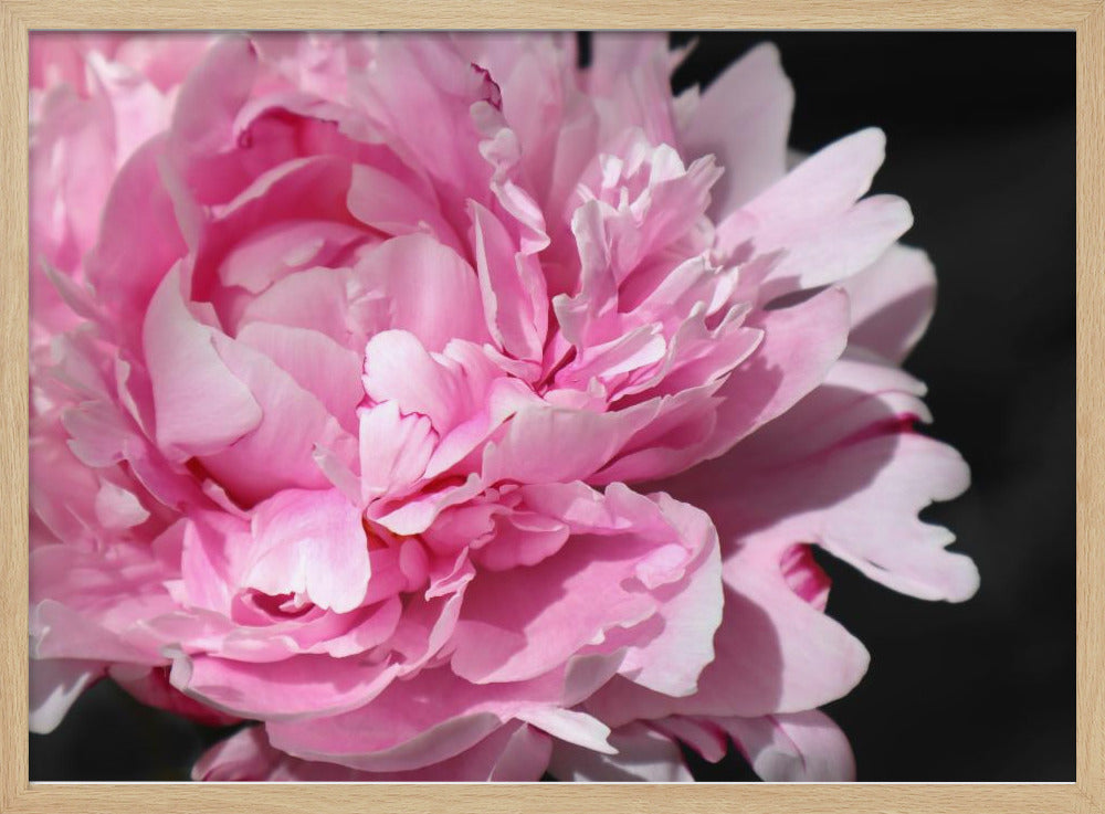 Pink peony VI Poster