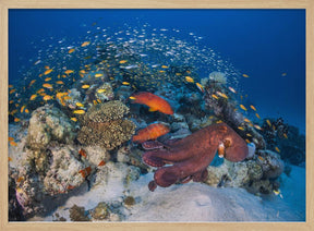 Octopuses and groupers Poster