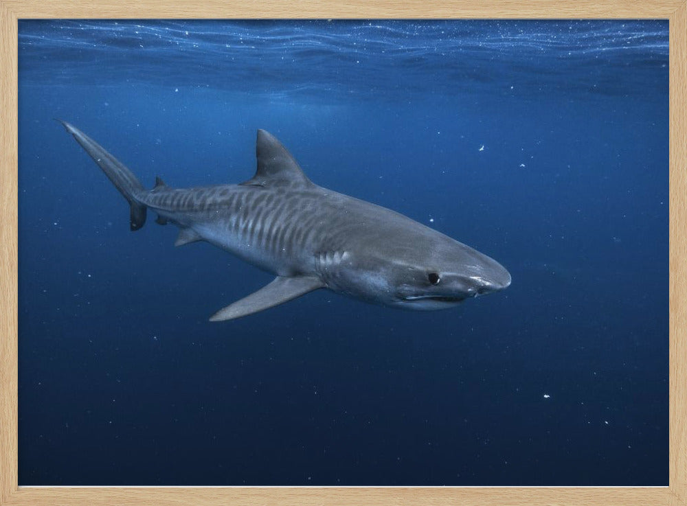 Tiger shark Poster