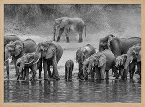 Elephant Family Poster