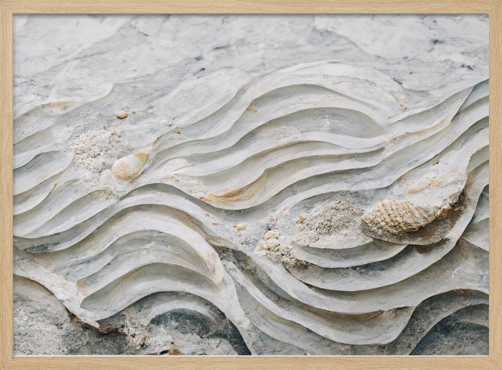 Sea Shell Detail No 6 Poster