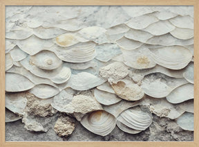 Sea Shells Detail No 7 Poster