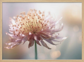 Gentle Pink Flower Poster