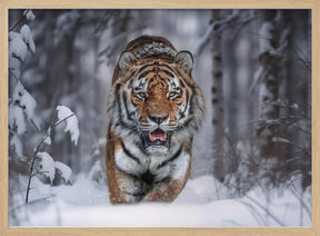 SnowTiger Poster