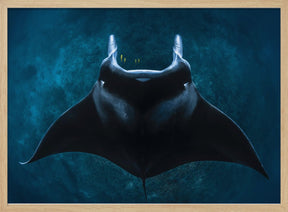 Mobula alfredi Poster