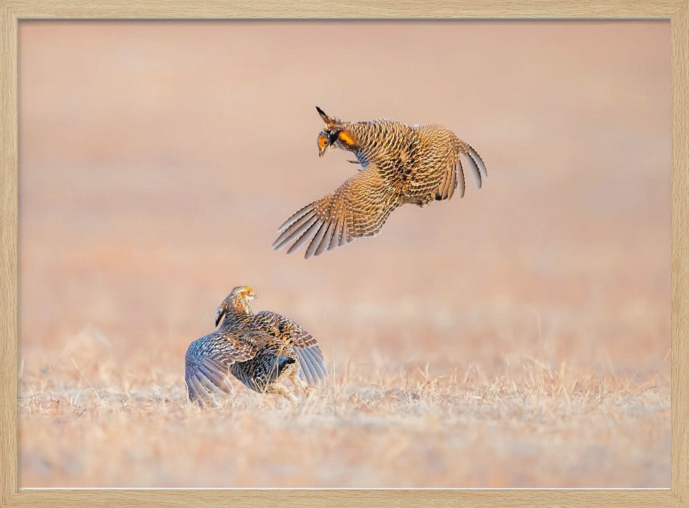 Greater Prairie Chicken Poster