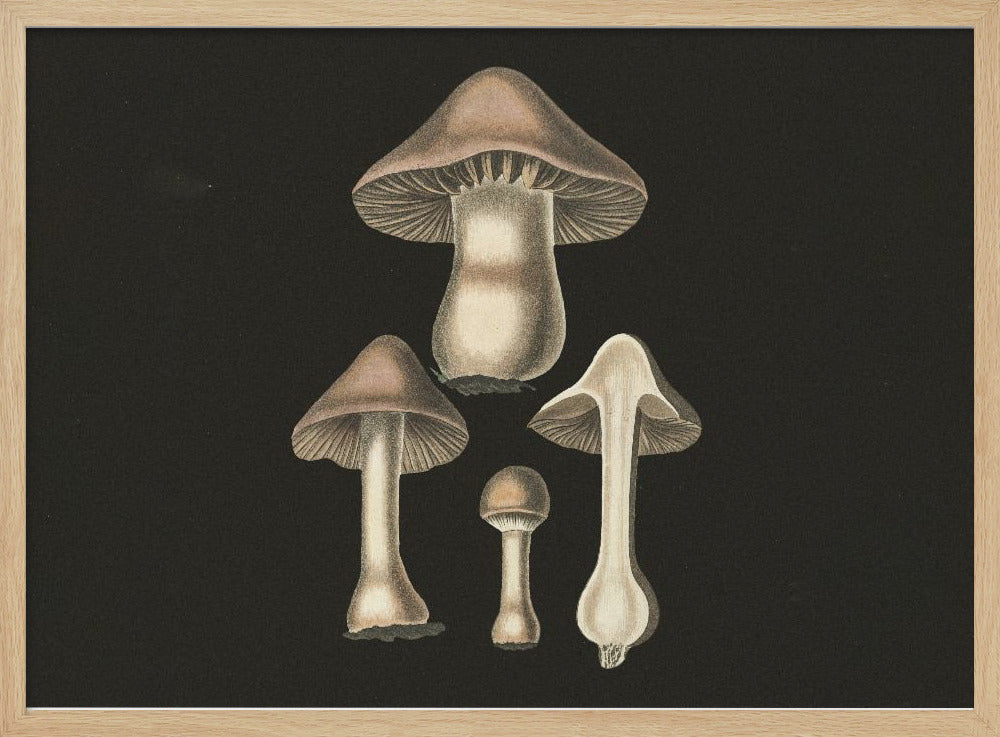 Agaricus Bulbosus  Dark Background Poster