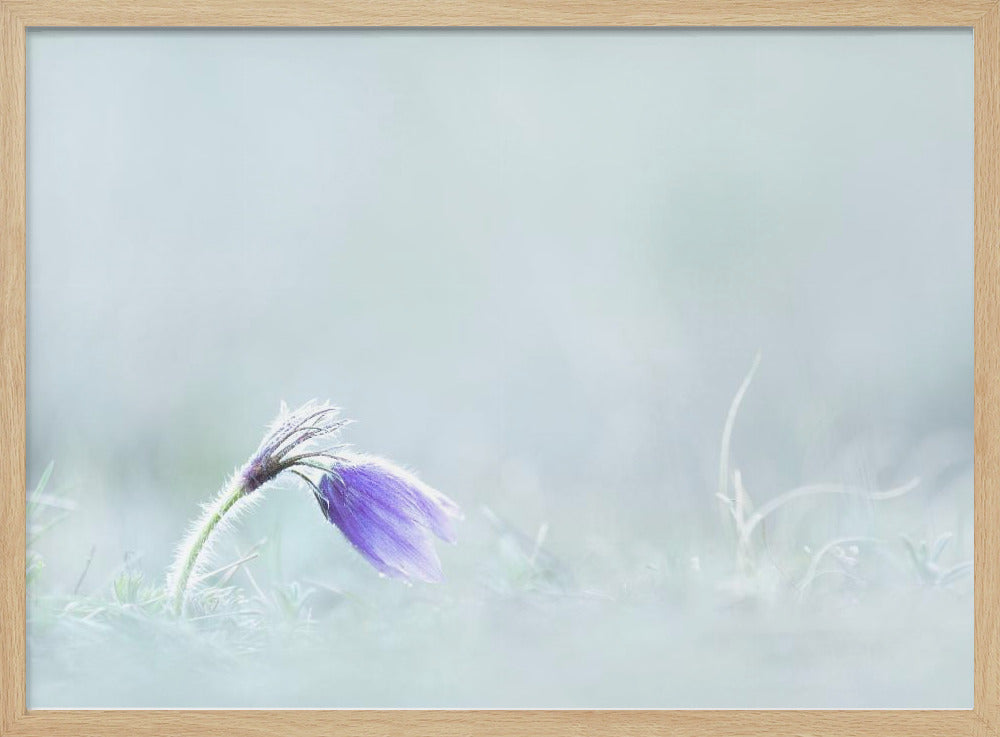 Close-up of purple flower on field Poster