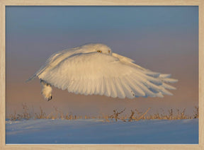 Snowy Owl Poster