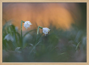 Close-up of white snowflake on field, sunset Poster