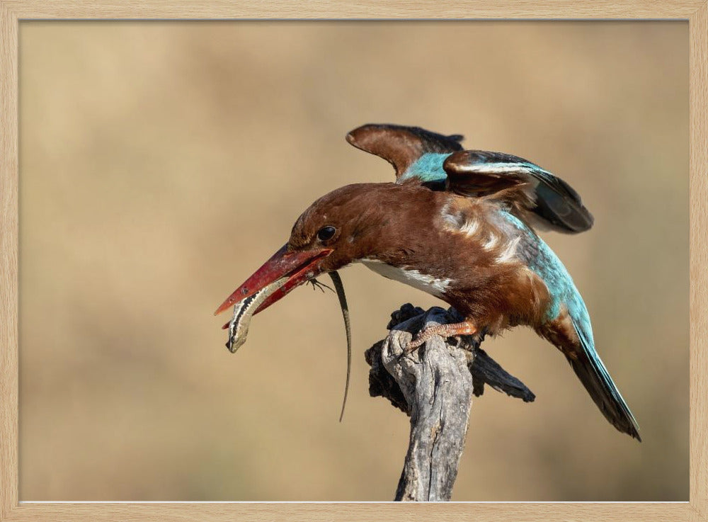 Kingfisher Poster