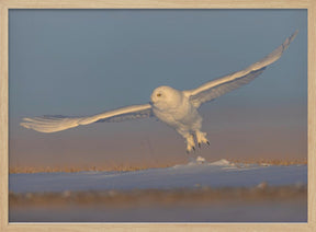 Snowy Owl Poster