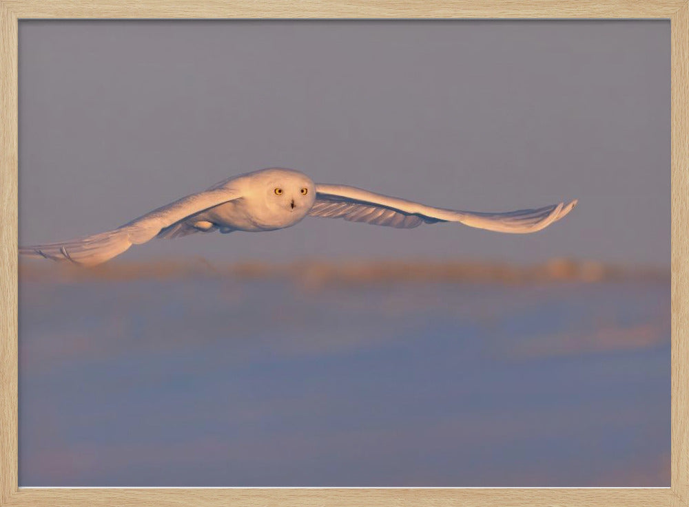 Snowy Owl Poster