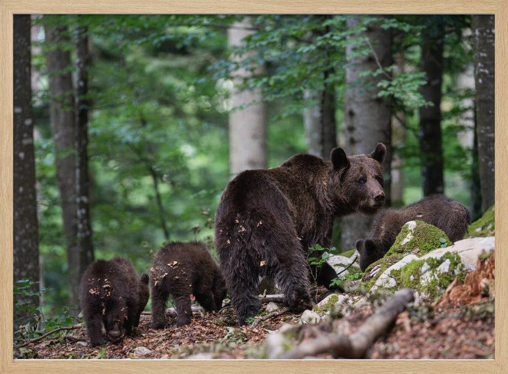 bear family Poster