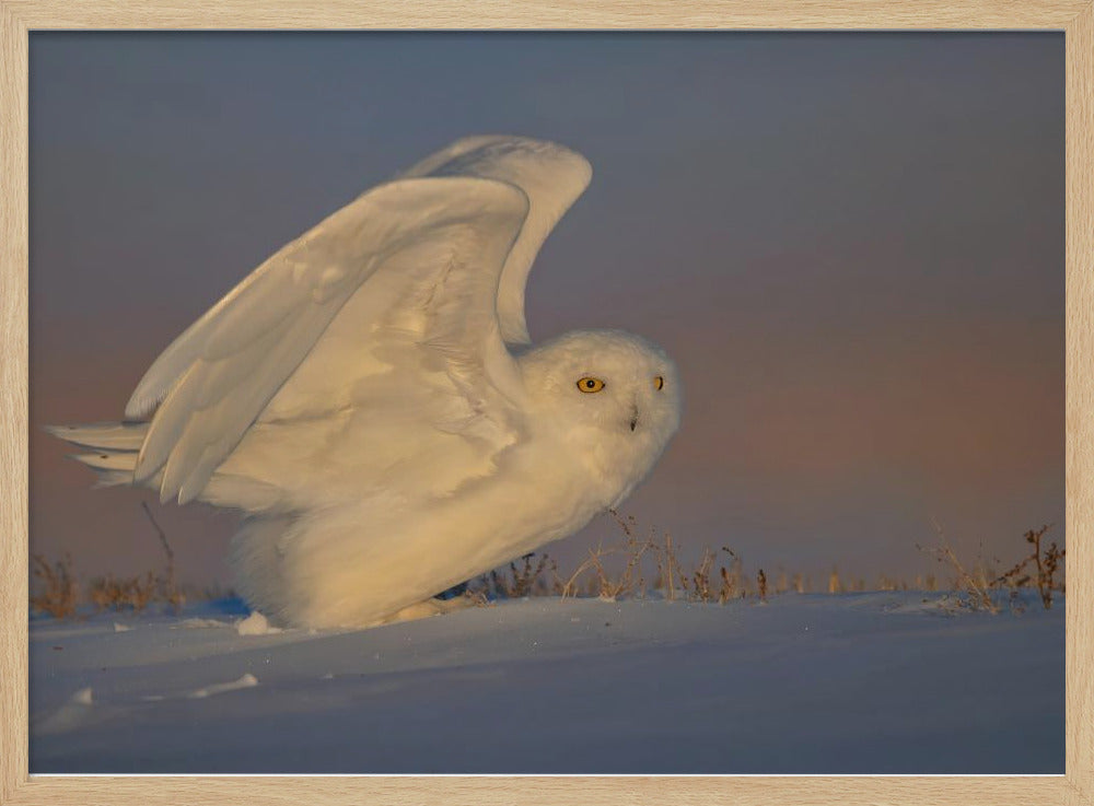 Snowy Owl Taking Off Poster