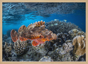 Tassled scorpionfish Poster