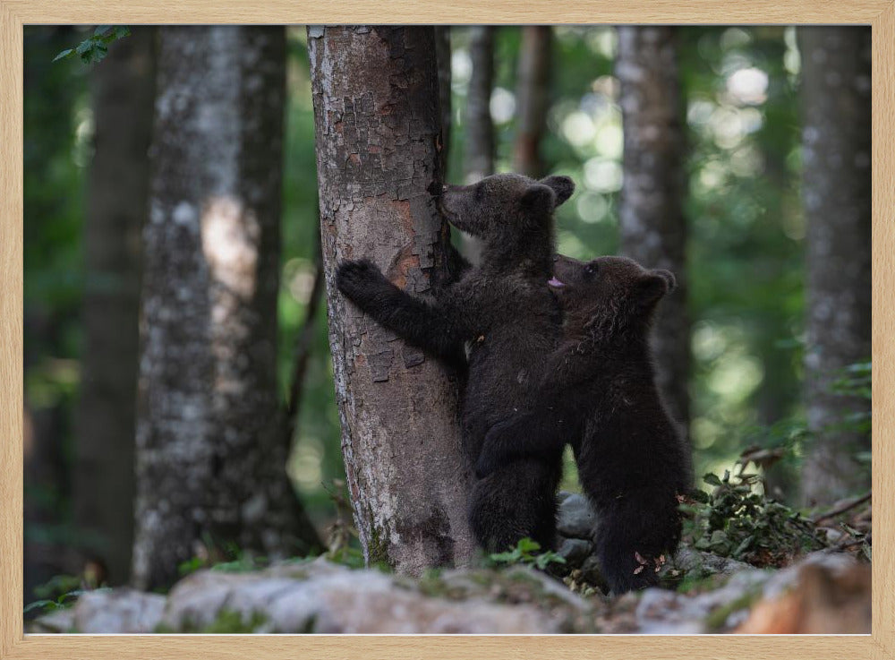 playing bear cubs 1 Poster