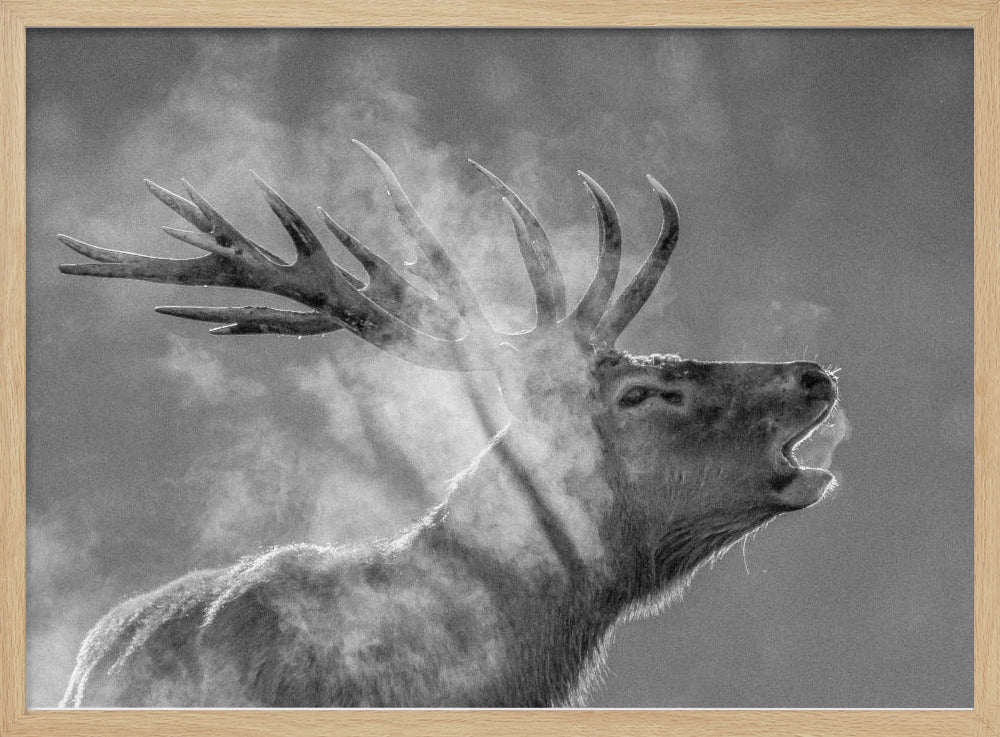 Red deer Poster