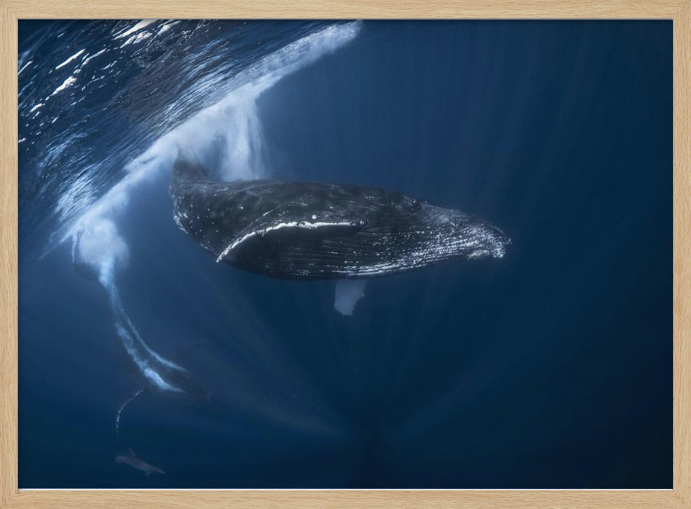 Humpback whale in active group Poster