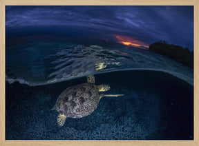 Green turtle at sunset Poster