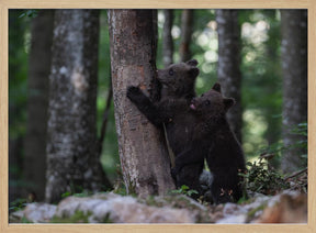 playing bear cubs 2 Poster