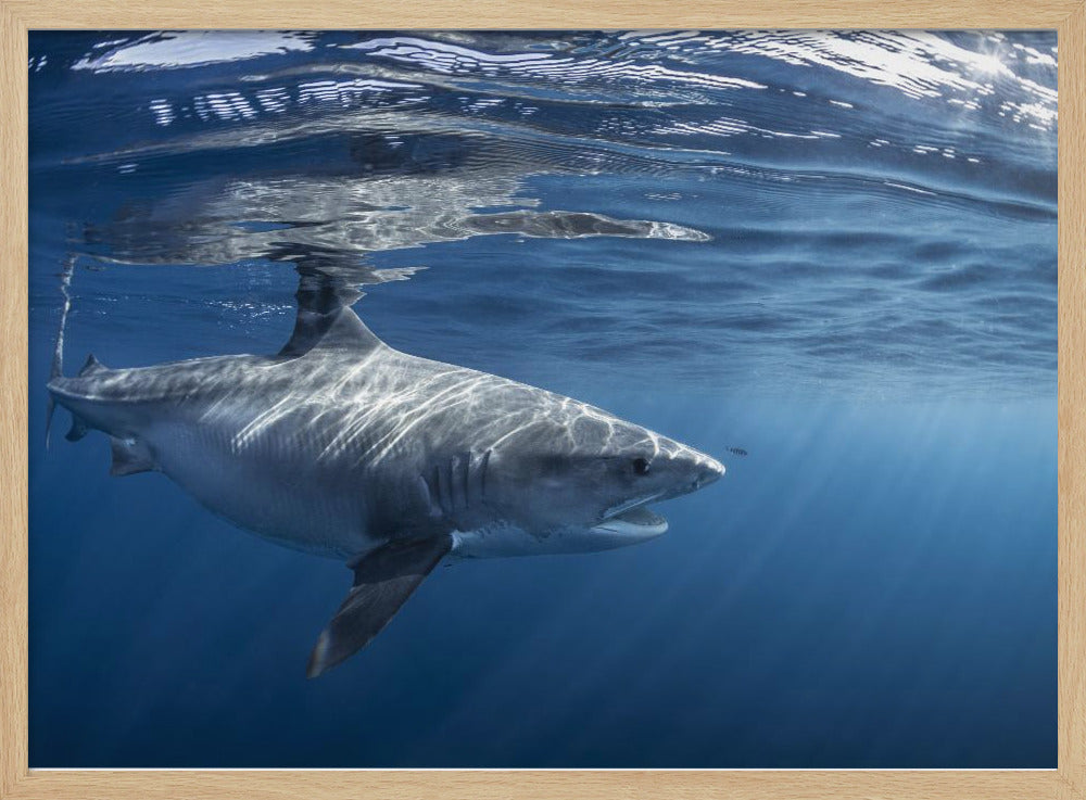 Encounter with a big tiger shark Poster