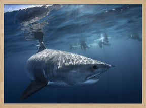 A Tiger shark is looking at me Poster