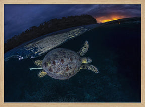 The green turtle and the blue hour Poster